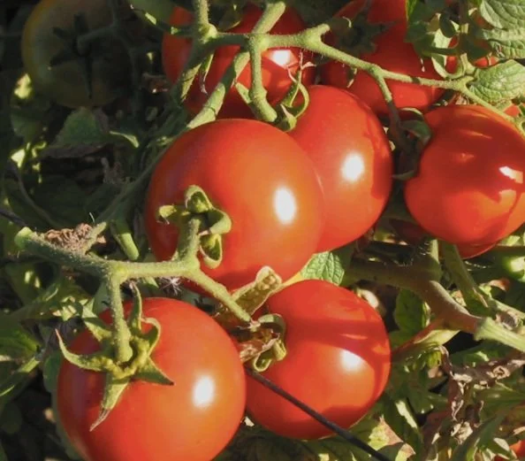 Orange Accordion — Chicago Tomato Man